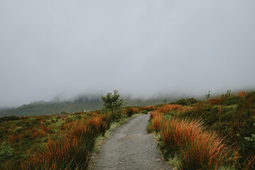 road in the fog