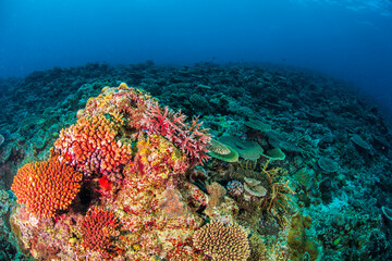 サンゴ　珊瑚礁　