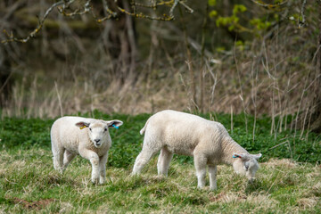 Obraz premium cute lambs in the meadow on a spring day