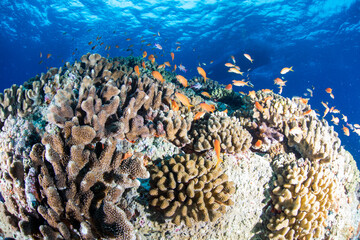 海　魚　サンゴ礁　珊瑚