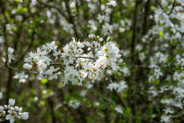 blackthorn blossom clouds of snow white flowers in early spring