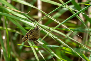 speckled wood butterfly resting on grasses