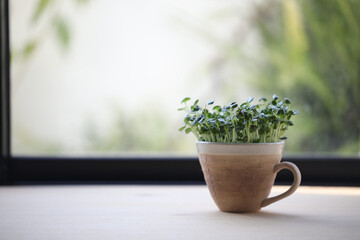 Kaiware sprouted daikon radish growing in coffee cup on wooden table in front of window