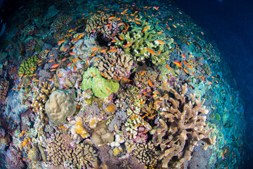 沖縄　サンゴ