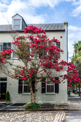 Fototapeta premium Charleston Crepe Myrtle Blooming