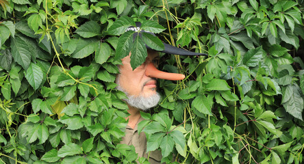 a man with a long nose is hiding in the leaves
