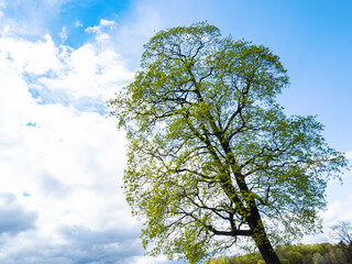 young green leaves on old tree and white cloud