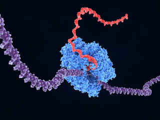 RNA Polymerase II transcribing DNA into RNA. - obrazy, fototapety, plakaty
