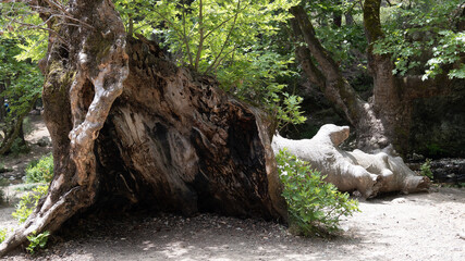 Fototapeta na wymiar A huge hollow tree in the woods, near a fallen tree