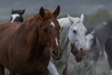 Fototapeta na wymiar Beautiful herd of Western ranch horses running on dusty road being driven to summer pastures