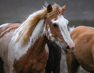 Beautiful herd of Western ranch horses running on dusty road being driven to summer pastures