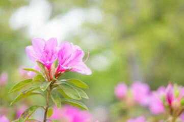 梅雨に咲くピンク色のサツキの花