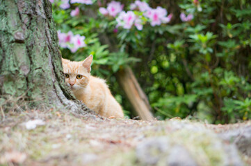 Naklejka na ściany i meble 公園の茂みから、隠れて様子を窺う可愛らしい野良猫