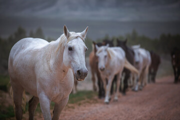 Obraz na płótnie Canvas Beautiful herd of Western ranch horses running on dusty road being driven to summer pastures