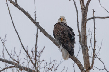 Bald eagle on snowy day