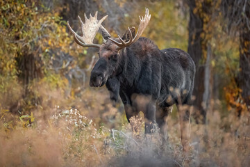 Bull Moose in the fall