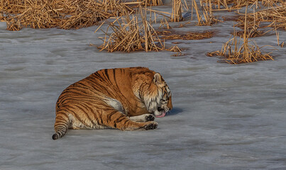 Tiger on ice