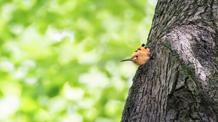 Crested Hoopoe Upupa epops hungry chick looks at the arrival of parents. © Jiří Fejkl