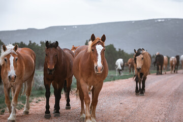 Beautiful herd of Western ranch horses running on dusty road being driven to summer pastures