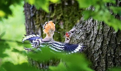 Crested Hoopoe Upupa epops feeds a chick in a natural nest. © Jiří Fejkl
