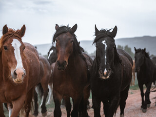 Naklejka na ściany i meble Beautiful herd of Western ranch horses running on dusty road being driven to summer pastures