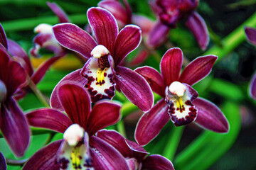 purple orchid in the garden