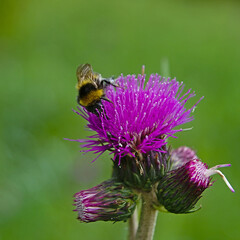 Insects found among greenery in Poland.