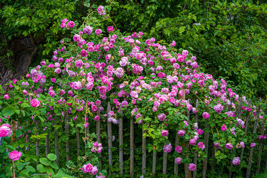 D, Bodensee, Sommermorgen auf der Blumeninsel Mainau; Rosenstrauch am Bauerngarten, Rose: Queen of Bourbons, Züchter: Mauget, 1835