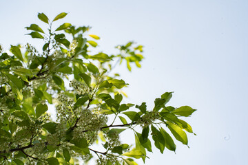 初夏の日差しに初々しい緑の葉っぱ