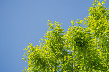 日差しを受けて、元気に伸びる緑