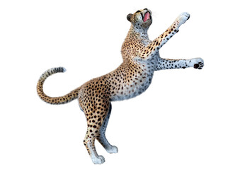 3D Rendering Big Cat Cheetah on White