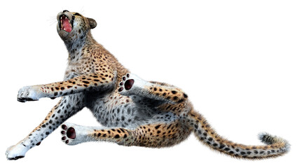 Fototapeta na wymiar 3D Rendering Big Cat Cheetah on White