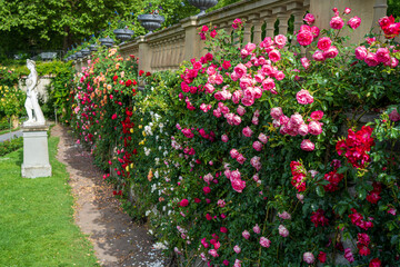 D, Bodensee, Sommermorgen auf der Blumeninsel Mainau, Rosenblüte im italienischen Rosengarten