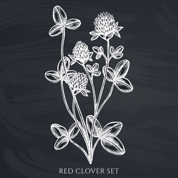 Tea herbs hand drawn vector illustrations collection. Chalk red clover.