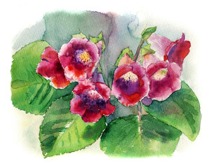 Gloxinia flowers watercolor drawing isolated on white background, isolation work path.