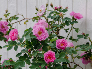 Fototapeta na wymiar Hurdalsrosa Rose by a white wooden wall.