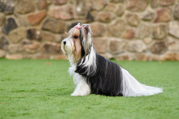 Portrait of a Biewer Yorkshire Terrier sitting on green artificial turf. Long black, gold and white hair. Stone wall background.