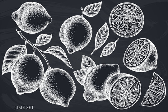 Citrus hand drawn vector illustrations collection. Chalk lime.