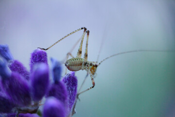 grasshopper