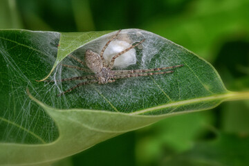 A female crab spider (Philodromus) guarding her egg sack
