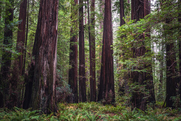Founders Grove Redwoods