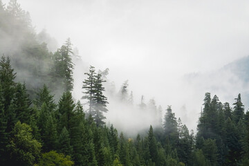 Fog in the Redwoods - obrazy, fototapety, plakaty
