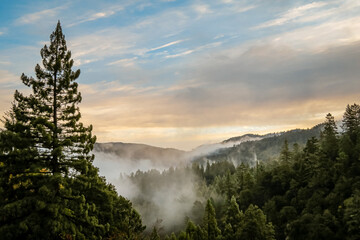 Redwood Sunrise - obrazy, fototapety, plakaty