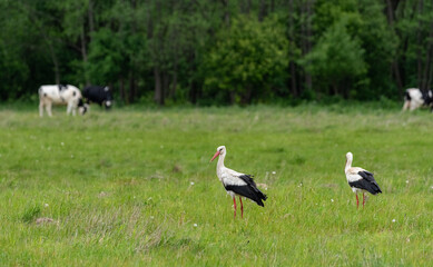 Obraz na płótnie Canvas A stork in a meadow during a drizzle. Symbol of spring in Europe. A stork looking for food in the grass. Rural landscape.
