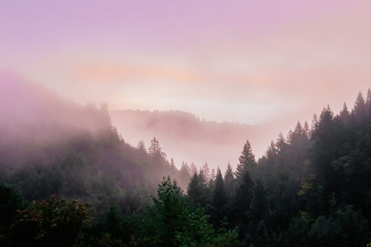 Fototapeta Foggy Humboldt Sunrise
