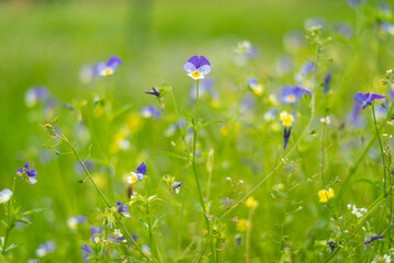 Obraz na płótnie Canvas Violet flowers on mountain meadow on summer day