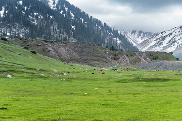 Fototapeta na wymiar Snowy peaks, slopes of the Tien Shan mountains, Kyrgyzstan