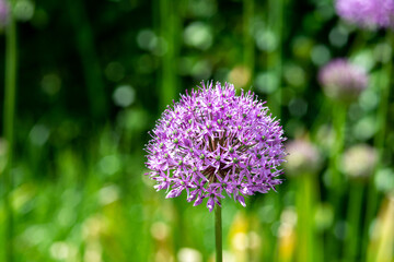 Purple allium flowers on the field close-up. Blooming decorative giant onions on the lawn in the park	