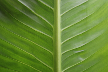 green leaf abstract background