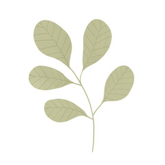 green leaf isolated on white background